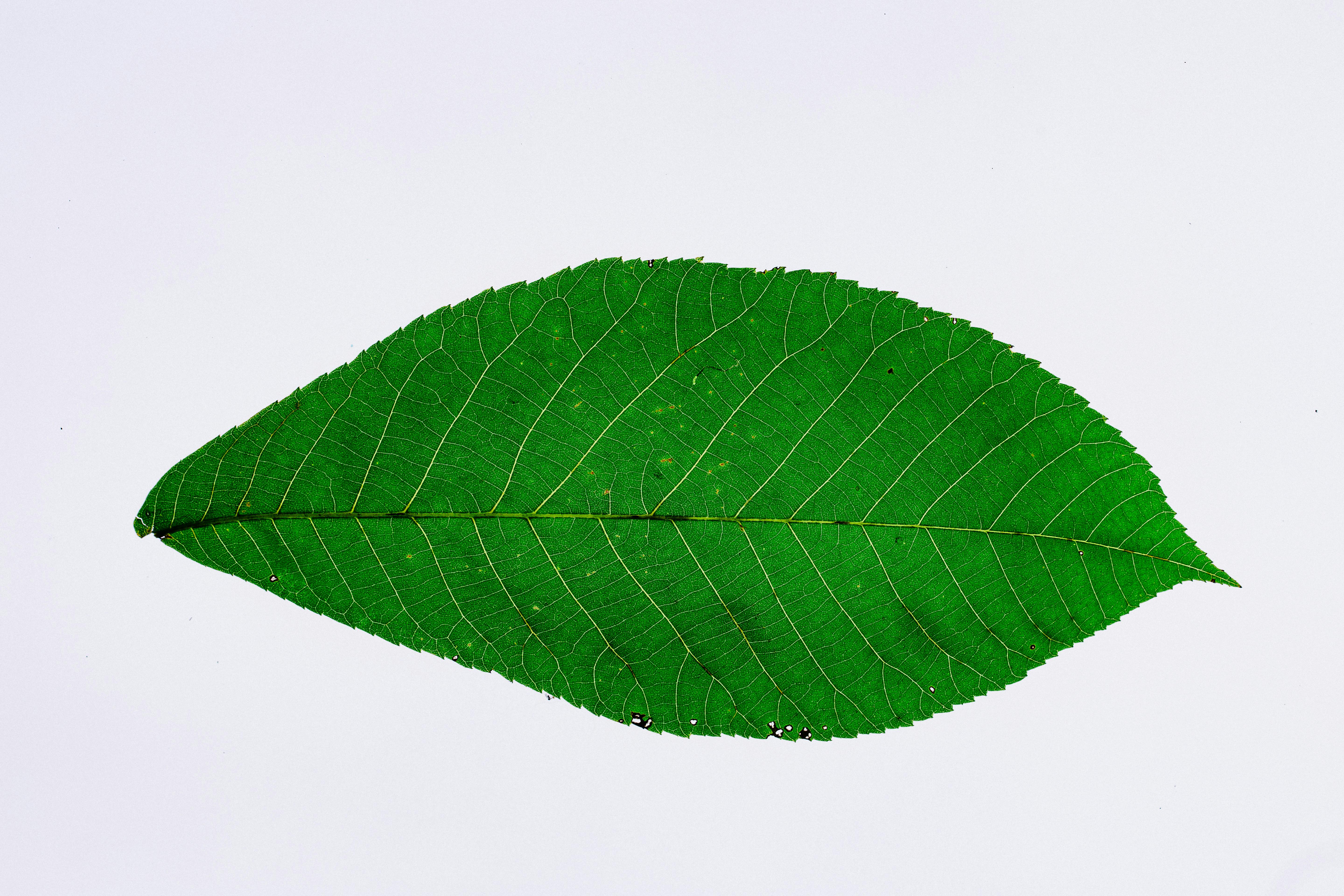 bay leaf